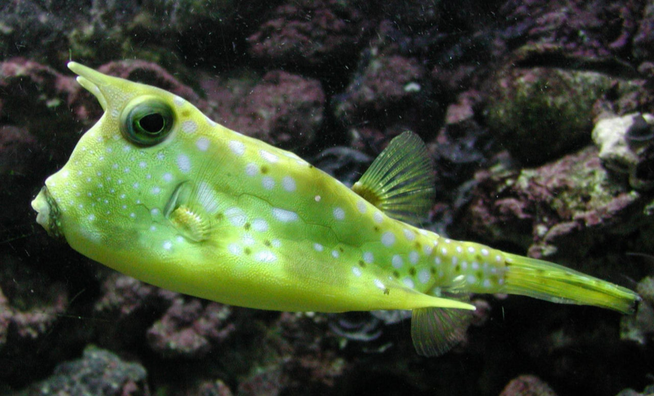 Lactoria cornuta (Pesce scatola cornuto)